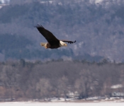 20140316 Eagle 012